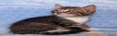 Tabby male