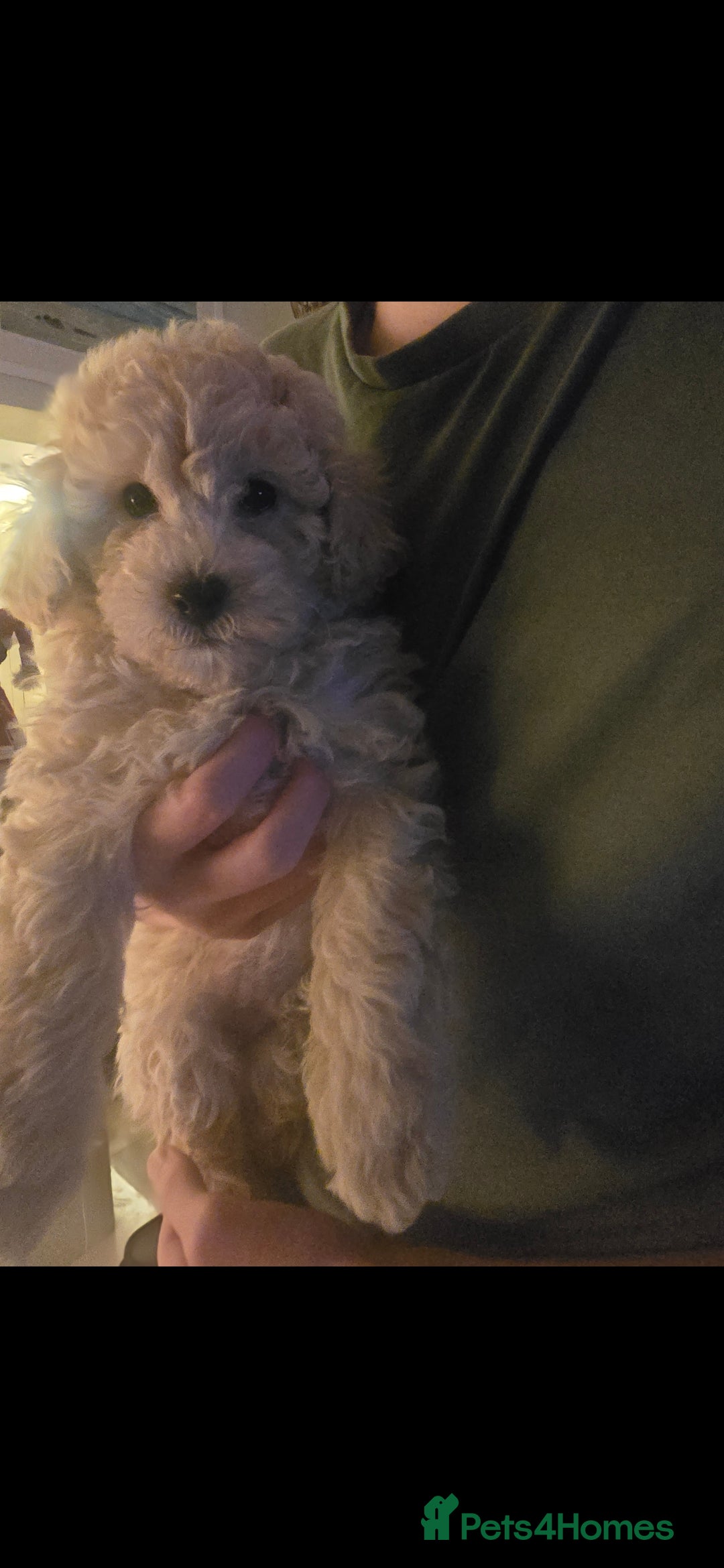 Cockapoo dogs for sale: Gorgeous cockerpoo puppies - Advert 18