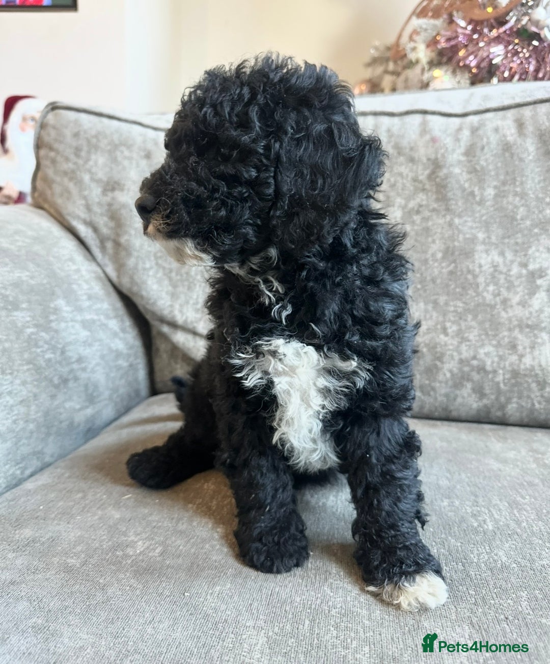 Cavapoo dogs for sale: Beautiful Cavapoos’s  - Advert 13