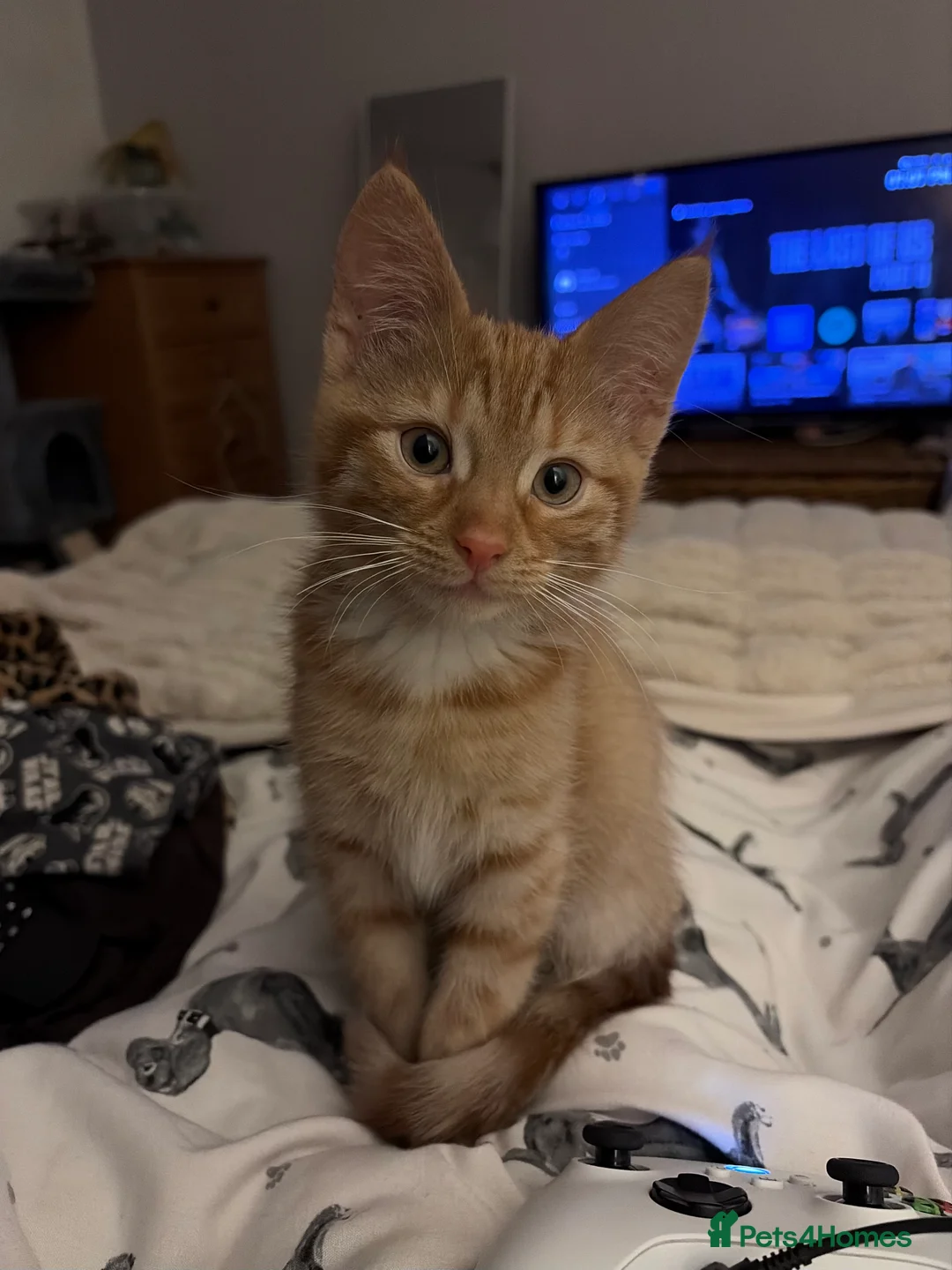 Mixed Breed cats for sale: Gorgeous Ginger Kitten - Advert 6