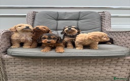 Cockapoo dogs for sale: F1 Cockapoos puppies (council licensed breeder) - Image 4