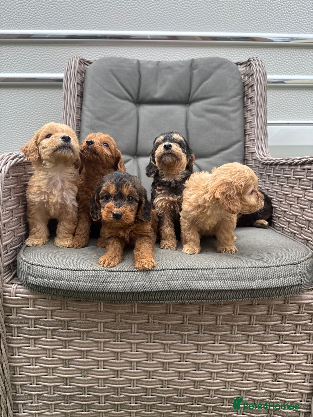 Cockapoo dogs for sale: F1 Cockapoos puppies (council licensed breeder) - Image 4
