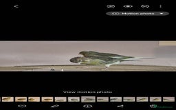 Canaries birds for sale: Two Canary Birds for sale, £20 each - Image 9