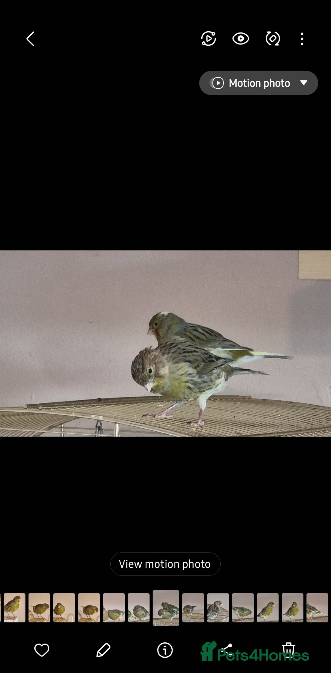 Canaries birds for sale: Two Canary Birds for sale, £20 each - Image 9