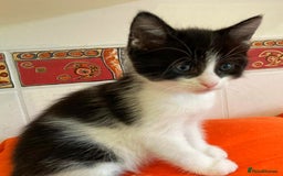 British Shorthair cats for sale: Lovely Kittens - Image 3