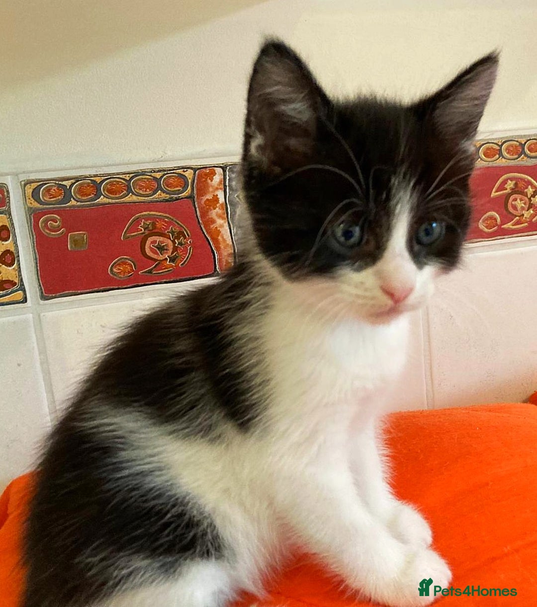 British Shorthair cats for sale: Lovely Kittens - Image 3