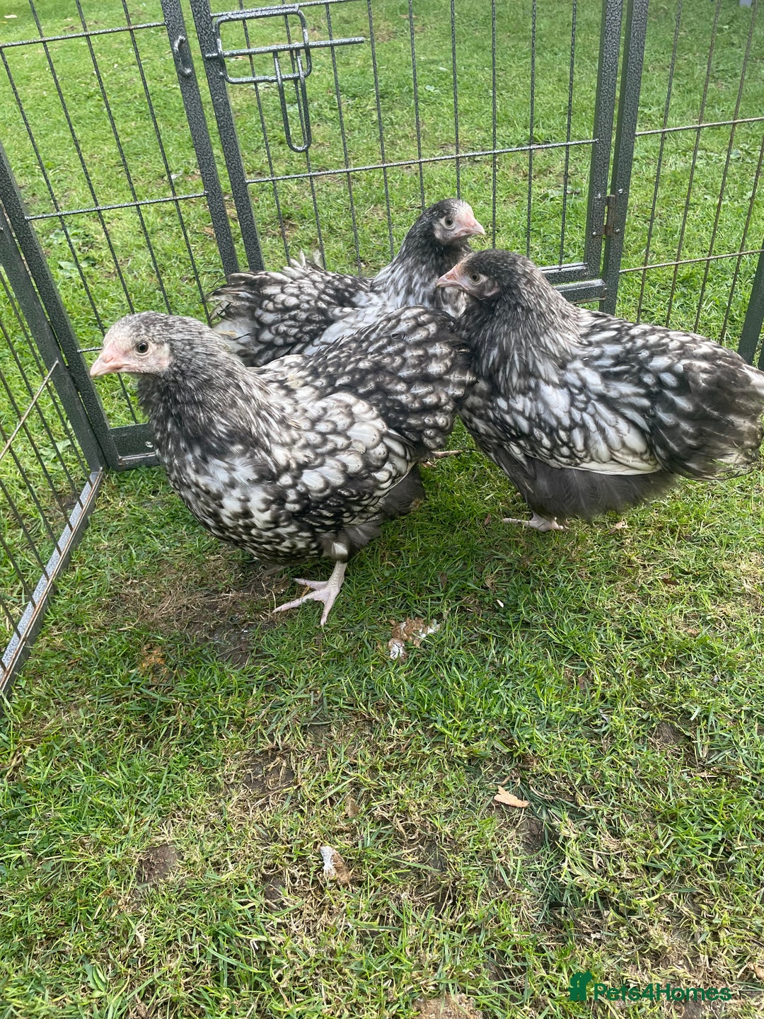 Chickens poultry for sale: Silver Laced Orpington Pair  - Image 3
