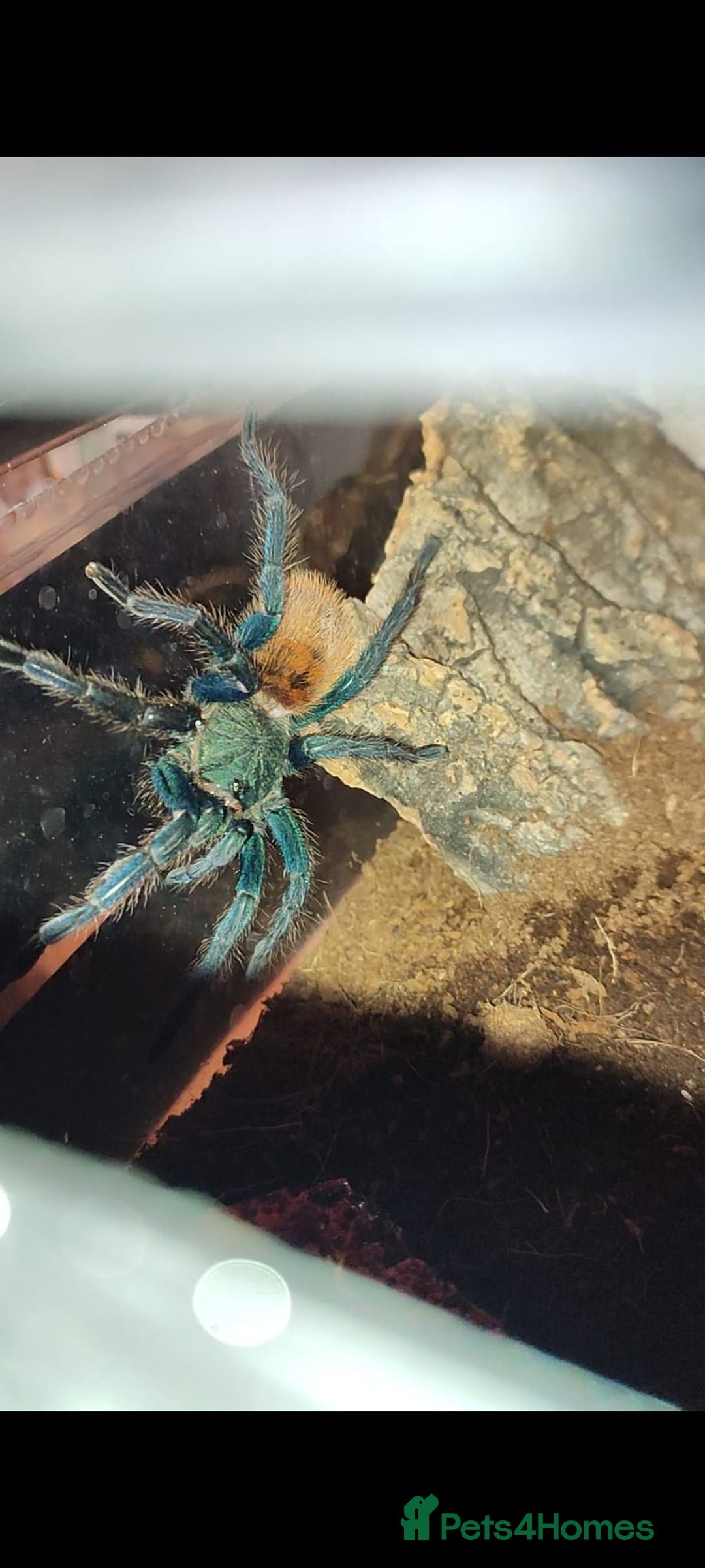 Tarantulas invertebrates for sale: Tarantulas For SALE! - Image 3