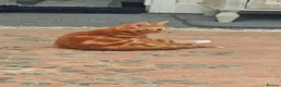 Mixed Breed cats for sale: Kitten - Advert 8