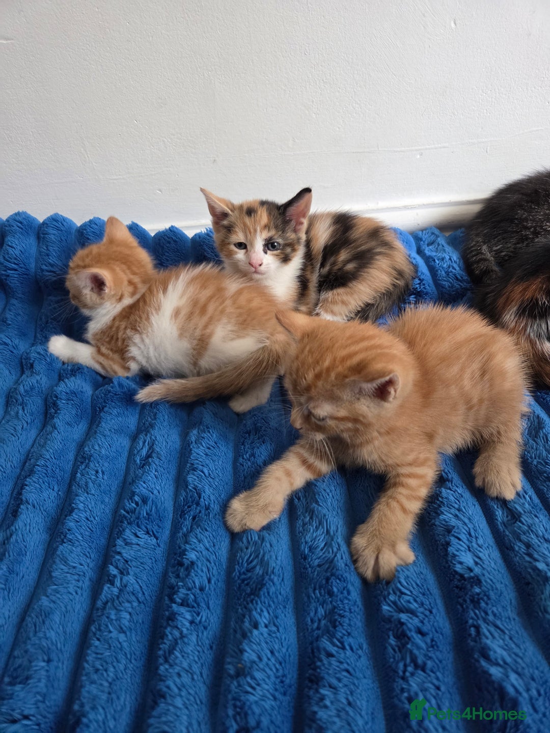 American Shorthair cats for sale: Gorgeous 8 Week Old Kittens - Image 10