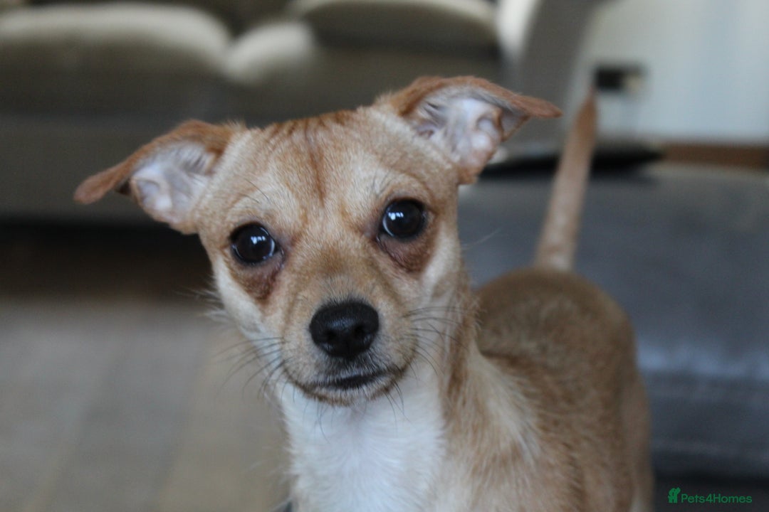 Mixed Breed dogs for sale: Looking for a forever home  - Image 5