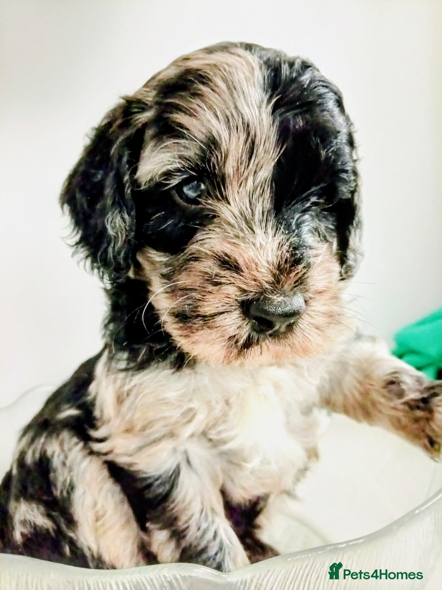 Mini Goldendoodle dogs Gorgeous Teddy Bear Goldendoodle - Advert 1