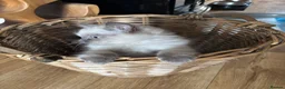 Ragdoll cats for sale: Beautiful Pure Ragdoll kittens - Advert 2