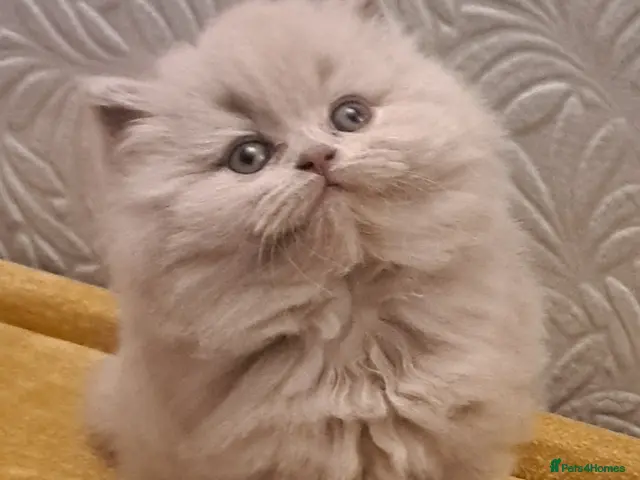 British Longhair cats for sale: Gorgeous BLH Kittens - Advert 5