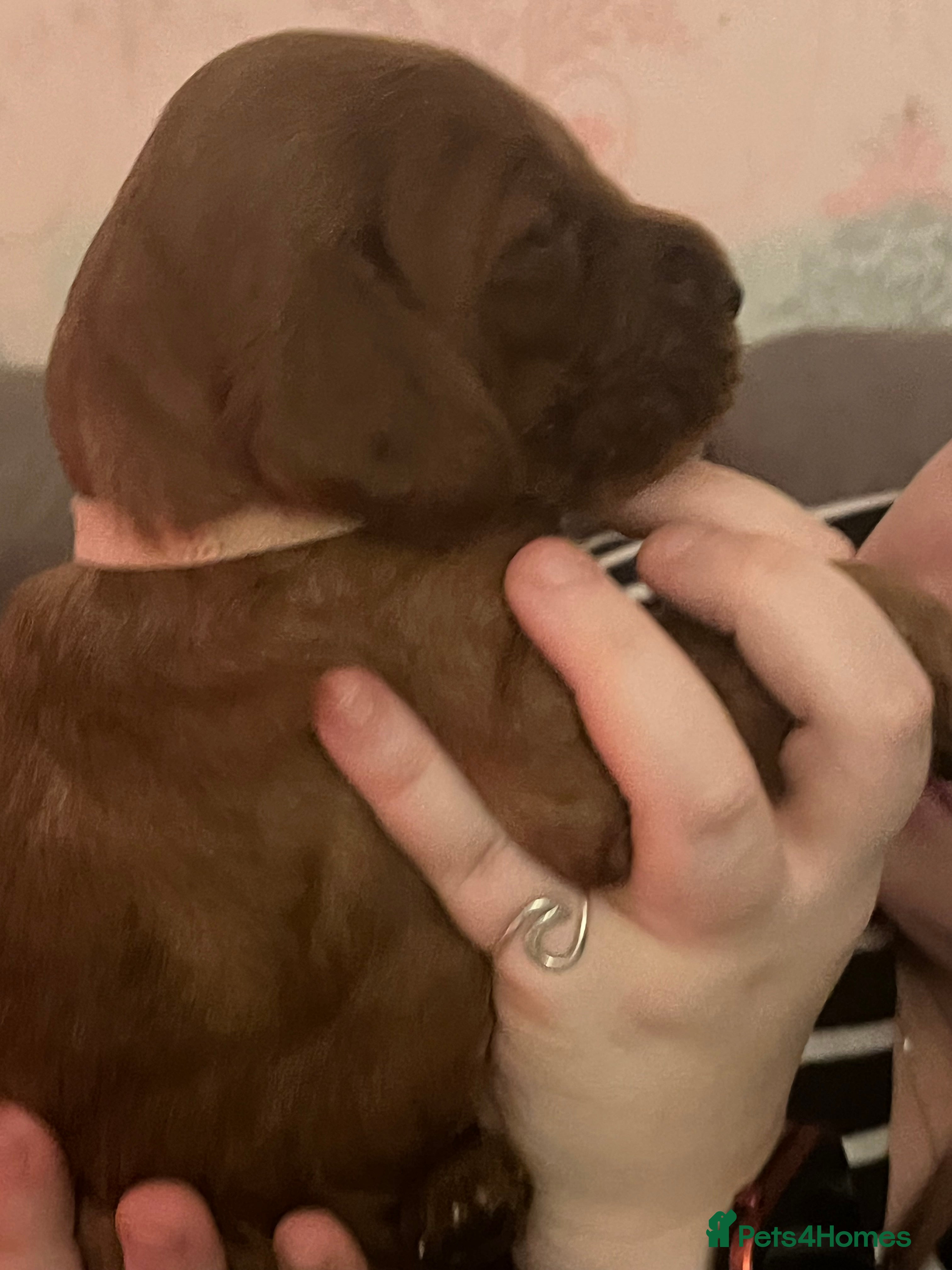 Irish Setter dogs Quality Irish setter puppies KC Registered - Advert 1