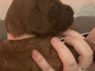 Irish Setter dogs Quality Irish setter puppies KC Registered - Advert 1