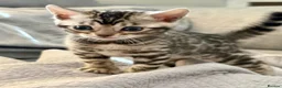 Bengal cats for sale: 4 Gorgeous Bengal Kittens ready for reservation  - Advert 6