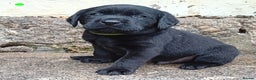 Labrador Retriever dogs for sale: Beautiful KC registered black Labrador puppies - Advert 12