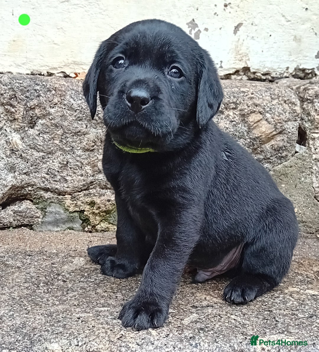 Labrador Retriever dogs for sale: Beautiful KC registered black Labrador puppies - Advert 12