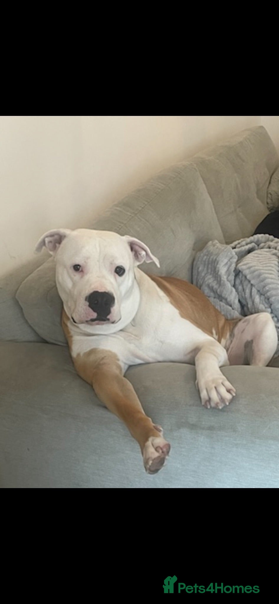 American Bulldog dogs Ghost - Advert 16