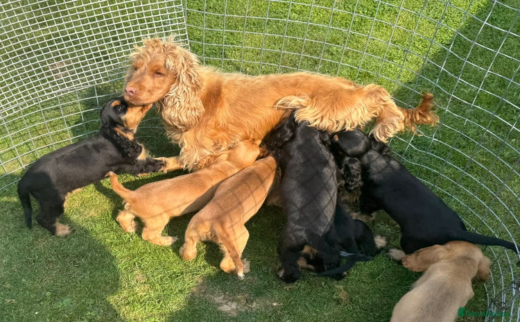 Cocker Spaniel dogs - Advert 15