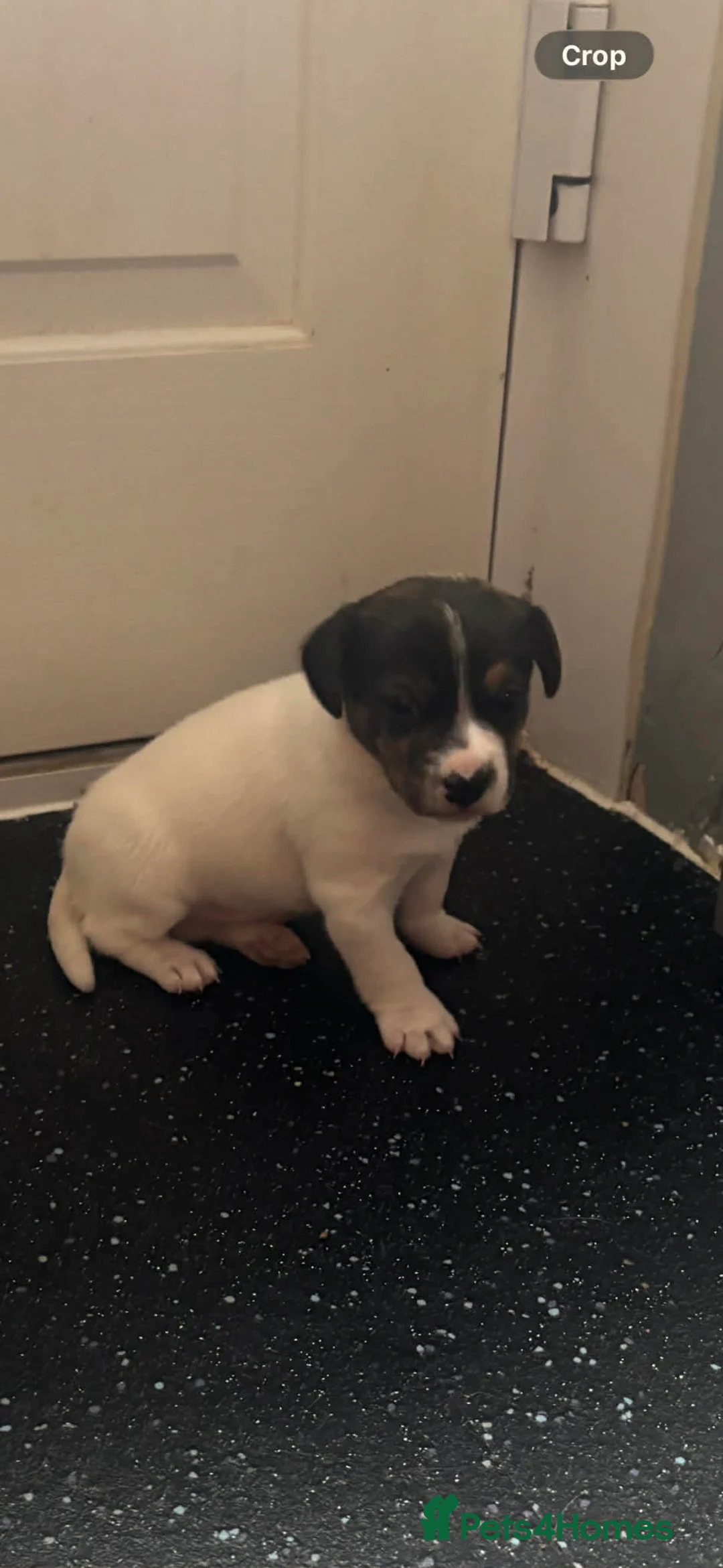 Jack Russell dogs for sale: Jack Russell pup  - Advert 2