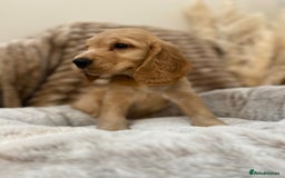 Cocker Spaniel dogs for sale: Show type cocker spaniels  - Image 3