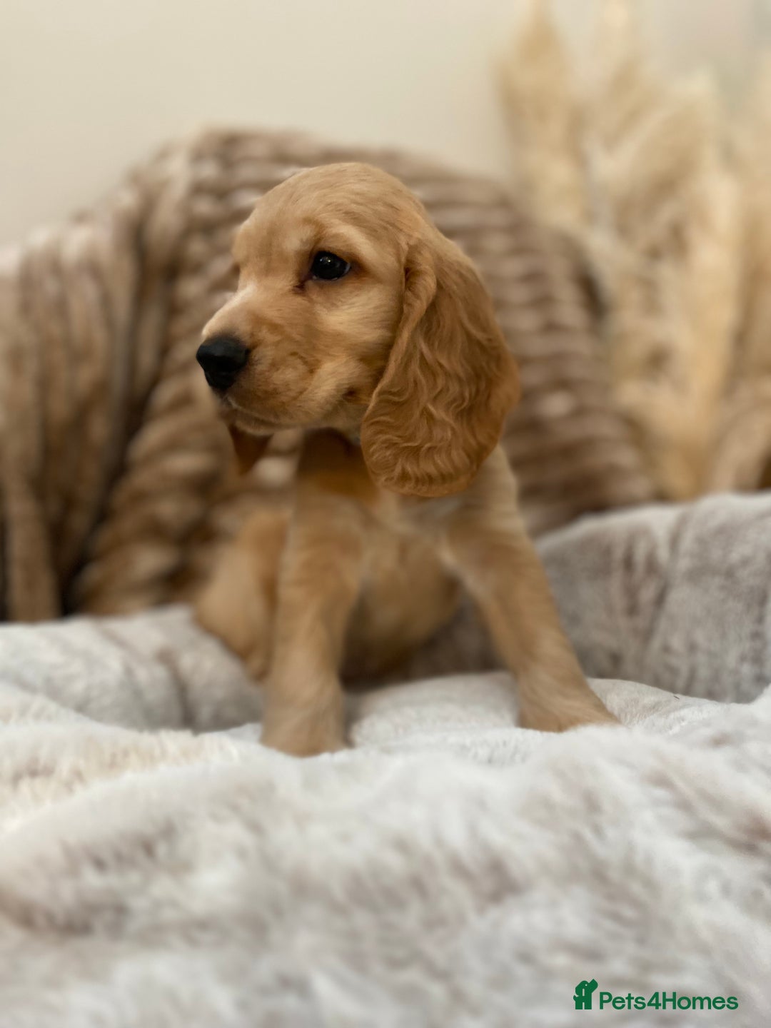 Cocker Spaniel dogs for sale: Show type cocker spaniels  - Image 3