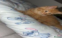 British Longhair cats for sale: Stunning fluffy ginger boy  - Image 2