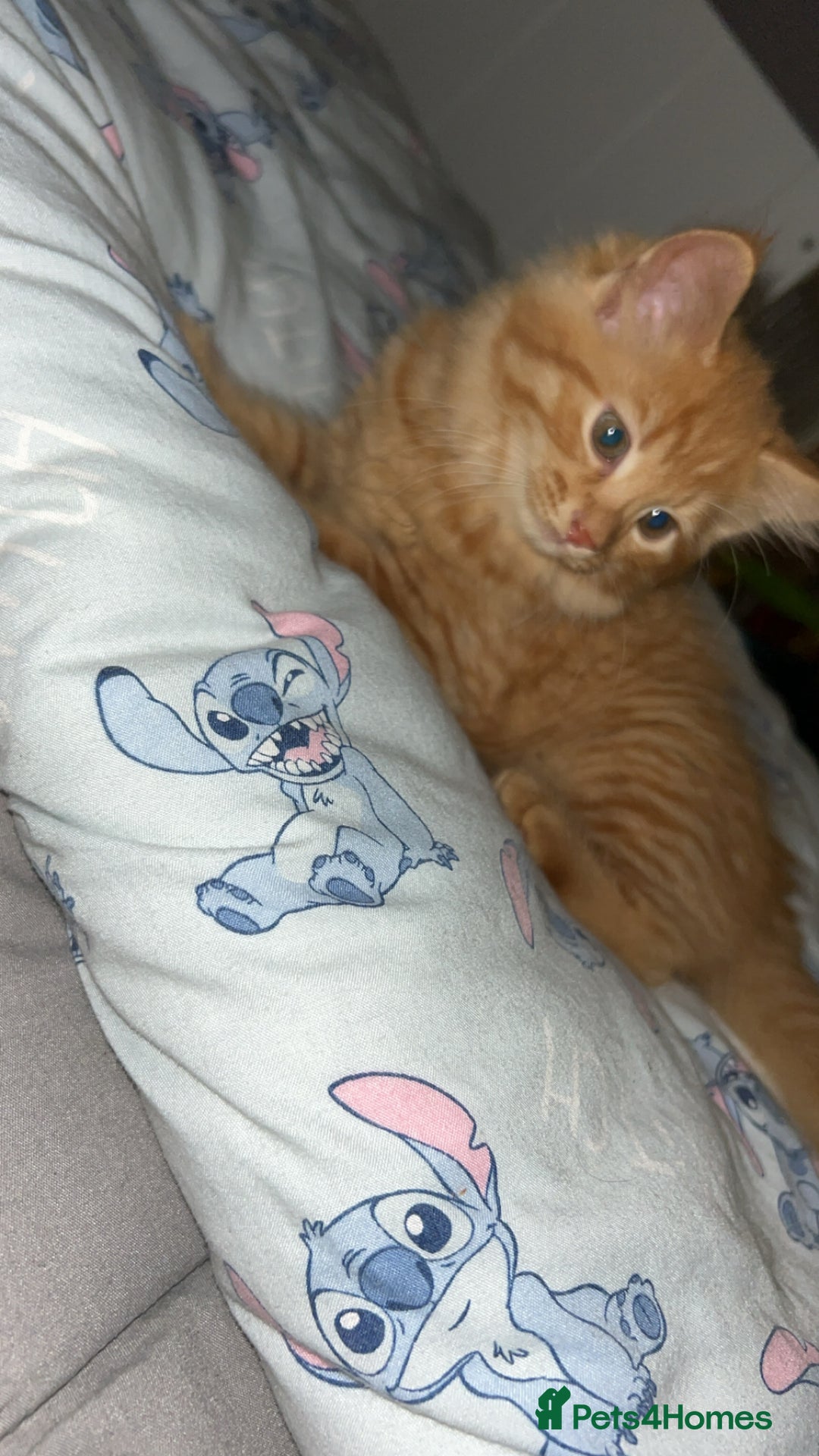 British Longhair cats for sale: Stunning fluffy ginger boy  - Image 2