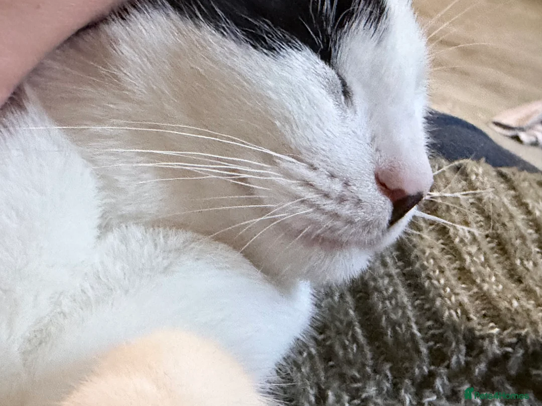 Mixed Breed cats for sale: Male cat  - Advert 3