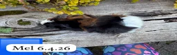 Guinea Pig rodents for sale: Gorgeous baby and young guinea pigs ready now - Advert 7