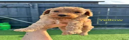 Cockapoo dogs for sale: Beautiful cockapoo puppies - Advert 4