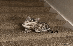 Bengal cats for sale: 4 y/o Silver Mink Charcoal Bengal Female - Image 2
