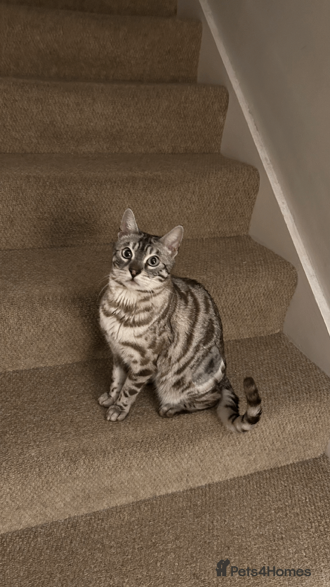 Bengal cats for sale: 4 y/o Silver Mink Charcoal Bengal Female - Image 2