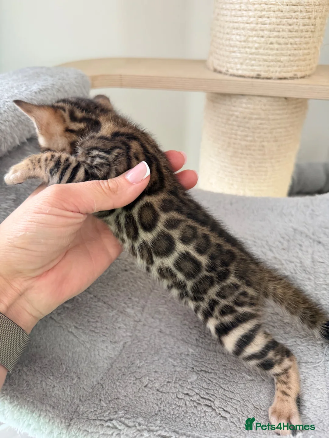 Bengal cats for sale: Bengal Kitten Boy (TICA Registered) - Advert 8