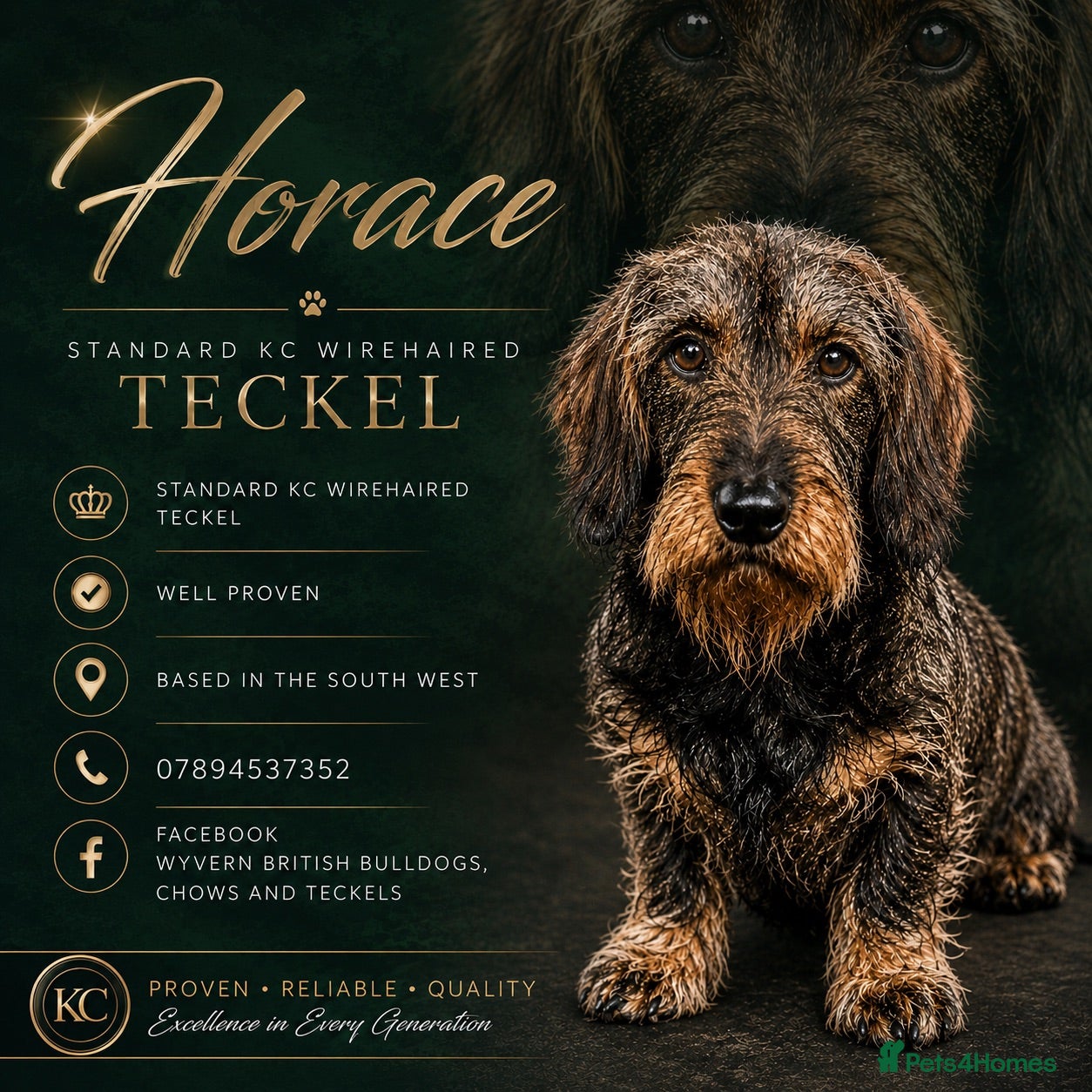 Dachshund dogs Stunning Kc standard wirehaired  - Advert 2