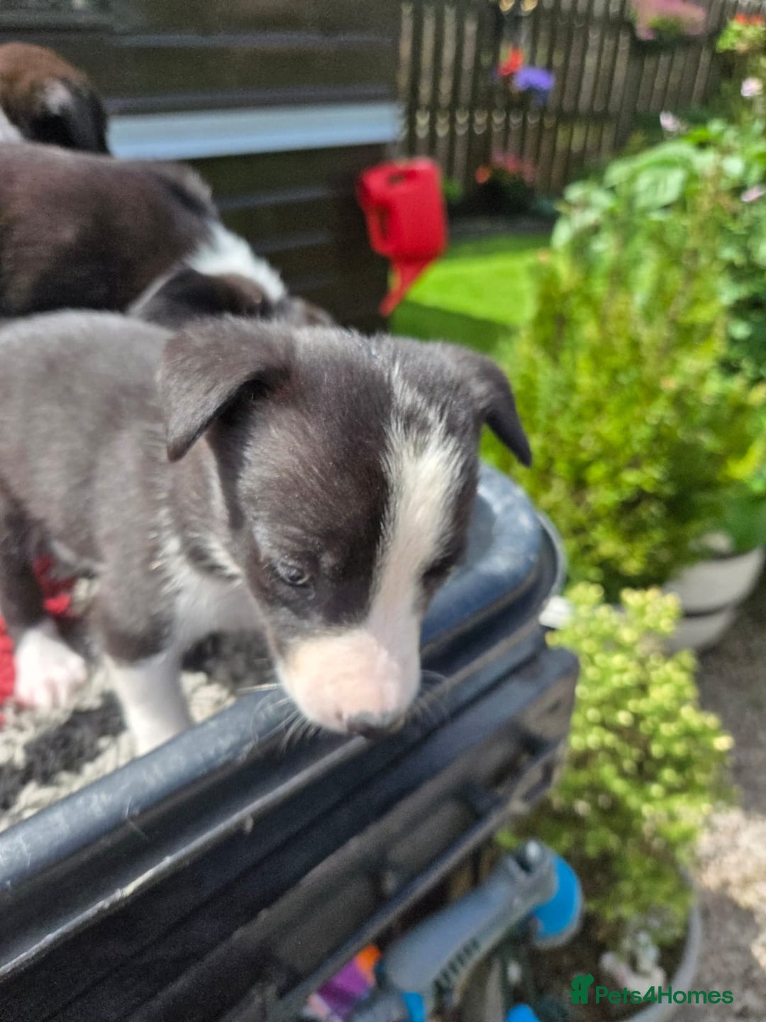 Border Collie dogs for sale: Border Collie pups for sale - Image 5