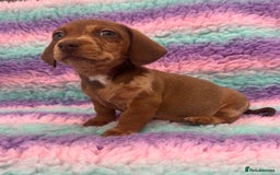 Miniature Dachshund dogs for sale: Miniature Dachshund Boys and Girls From £700 - Image 19