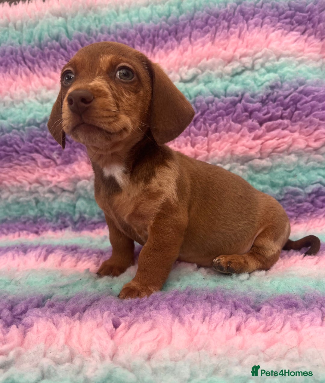 Miniature Dachshund dogs for sale: Miniature Dachshund Boys and Girls From £700 - Image 19