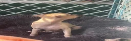 Italian Greyhound dogs for sale: 🐾✨Gorgeous KC Italian greyhound licensed breeder  - Advert 9
