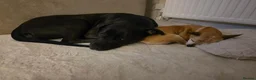 Mixed Breed dogs for sale: NARLA Cane Corso x  - Advert 4