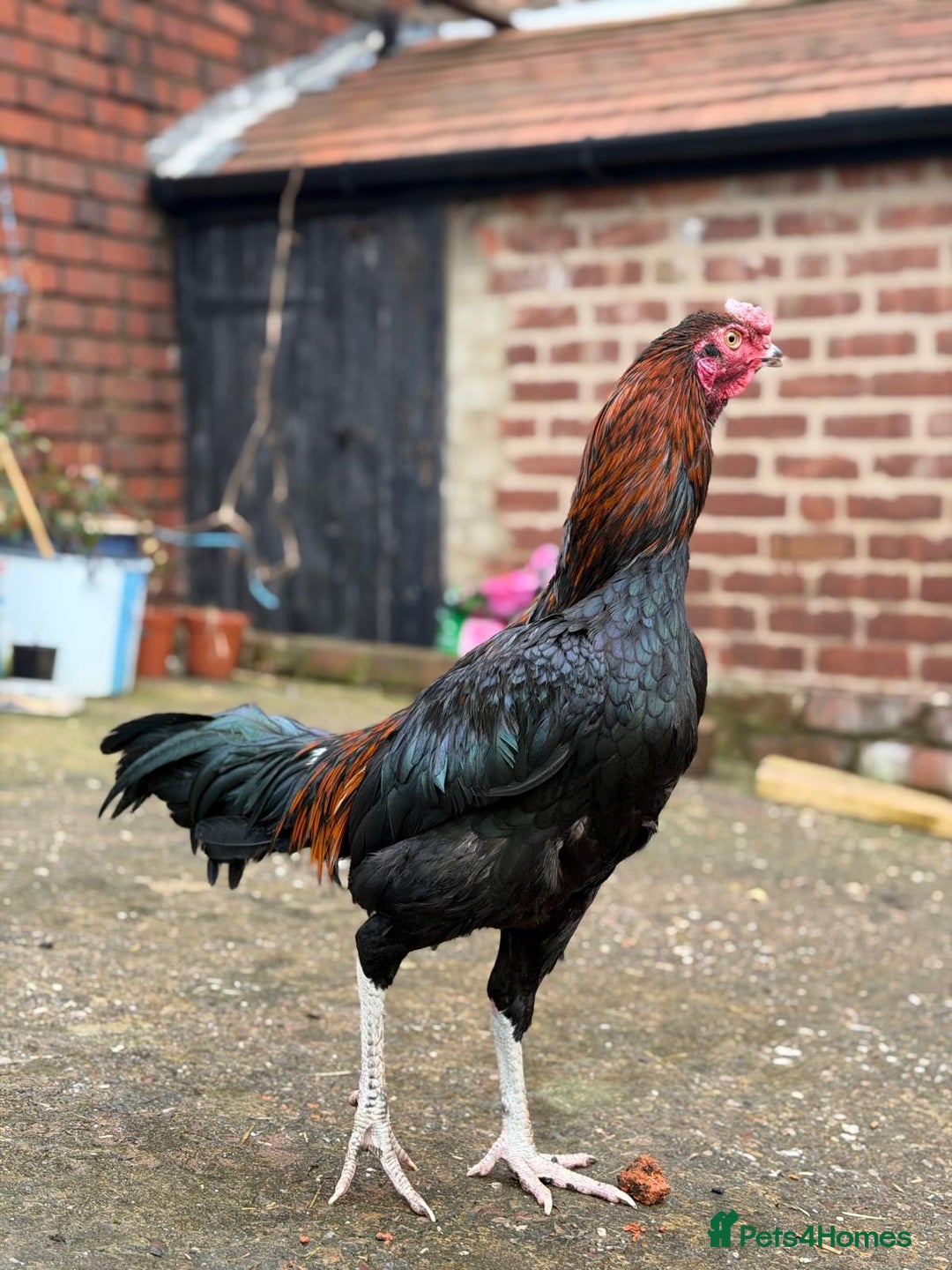 Cockatiels birds for sale: Pakistani aseel  - Advert 3