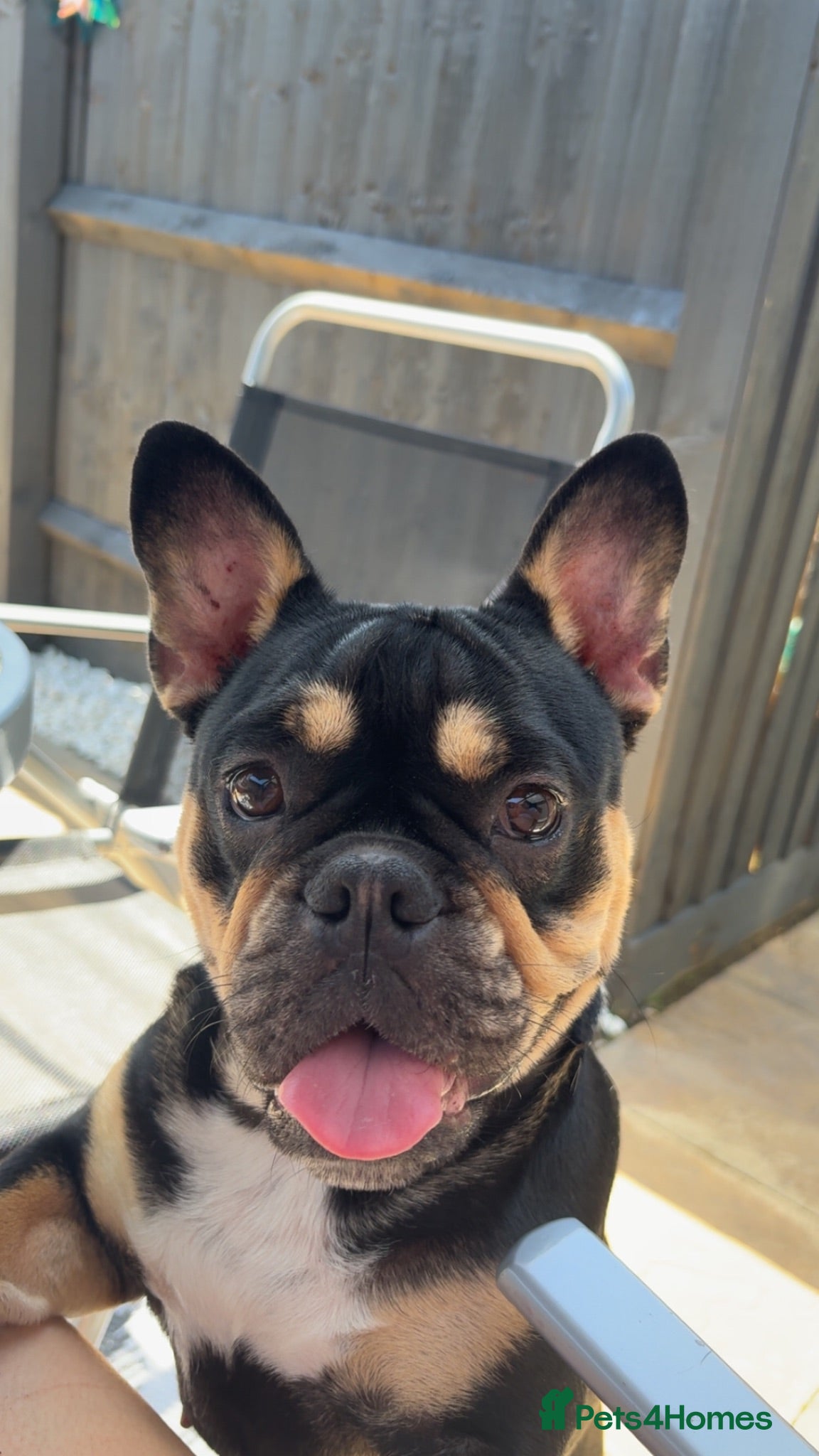 French Bulldog dogs 🖤🤎1yr Female French Bulldog – Stormi - Advert 10
