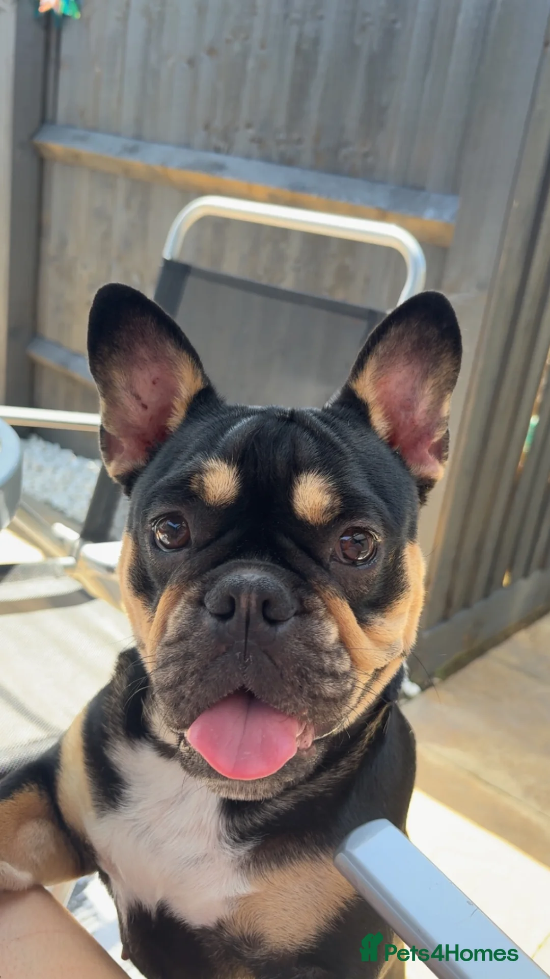 French Bulldog dogs for sale: 🖤🤎1yr Female French Bulldog – Stormi - Advert 1