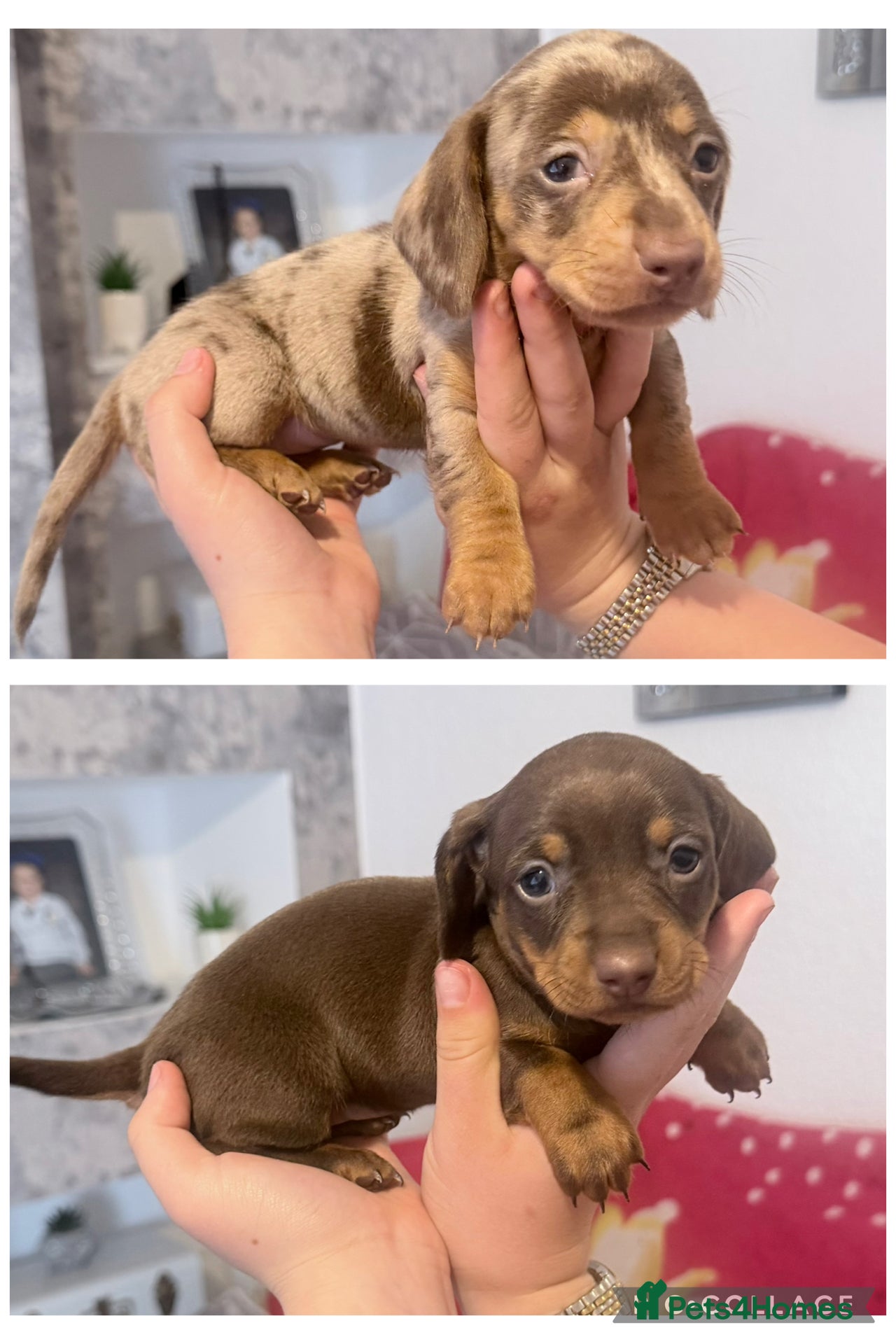 Dachshund dogs Beautiful dachshunds!  - Advert 1