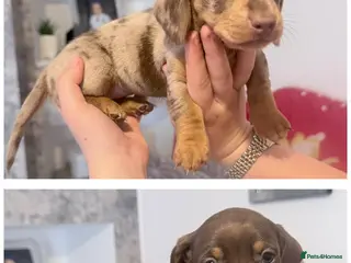 Dachshund dogs Beautiful dachshunds! - Advert 1