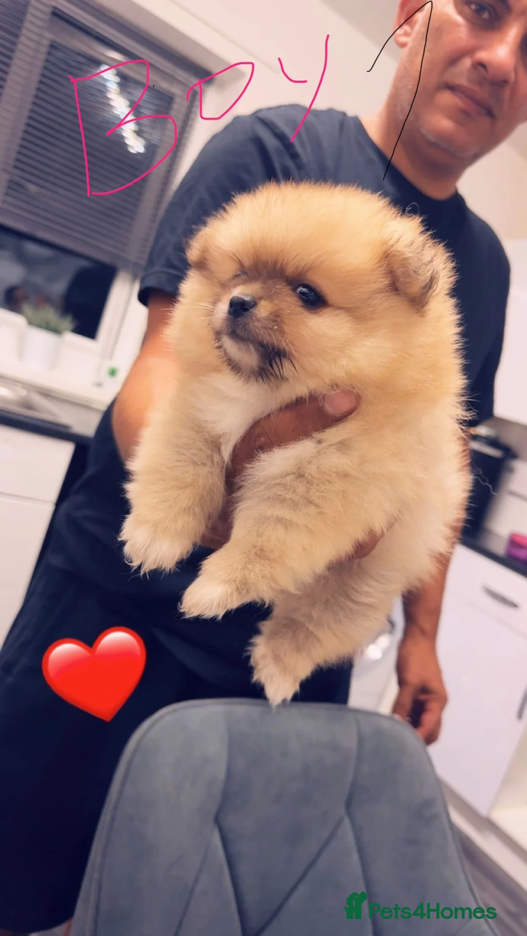 Pomeranian dogs for sale: Puppy’s  - Advert 4