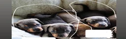 Miniature Dachshund dogs for sale: Miniature dashcund puppies  in Swansea - Advert 4