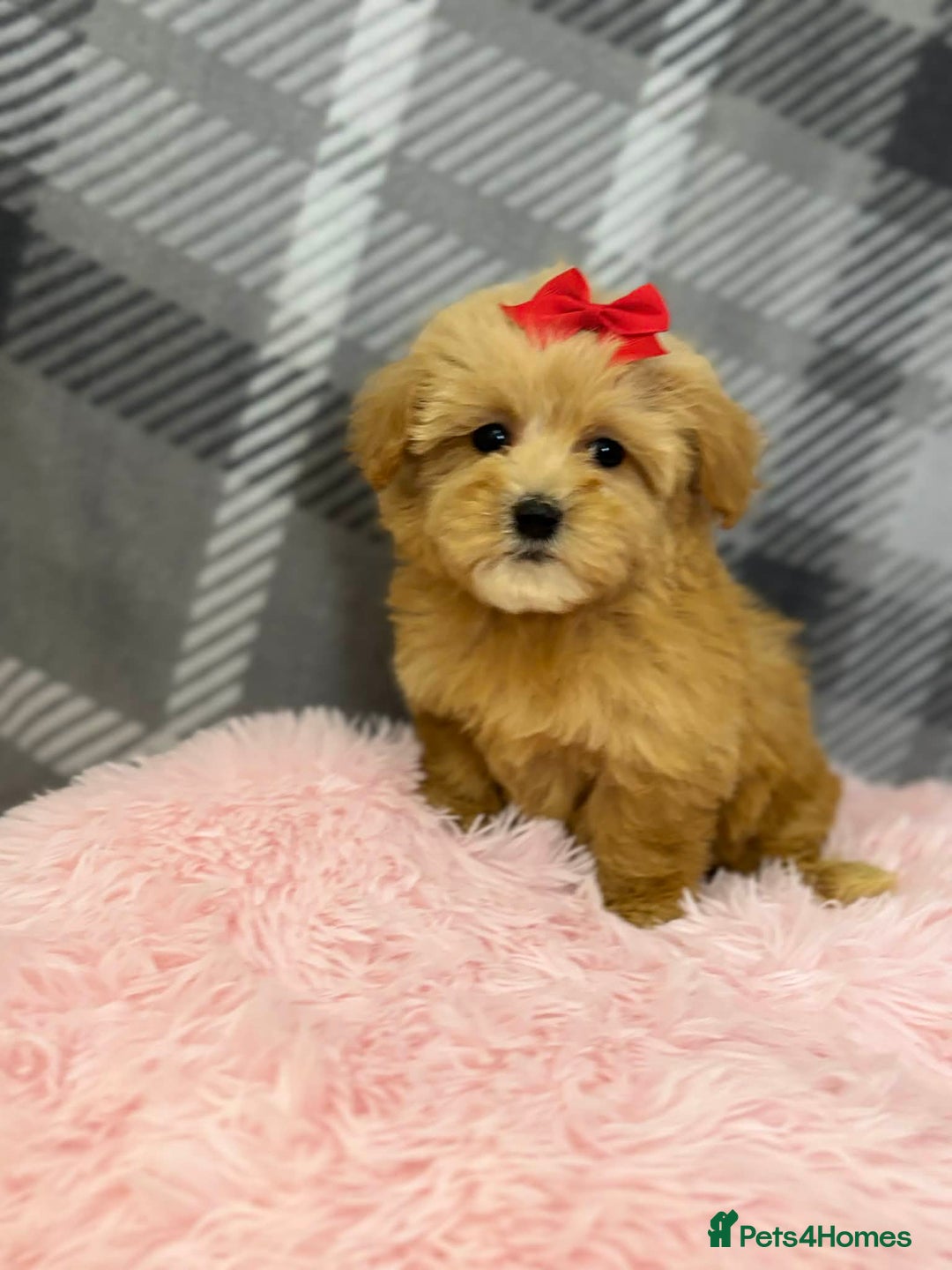 Maltipoo dogs for sale: Maltipoo red golden apricot small puppies ready - Advert 3
